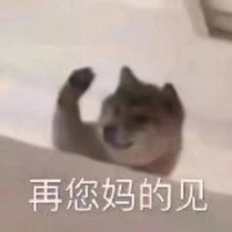 表情包丨小黄鸡2.0来了超可爱表情包