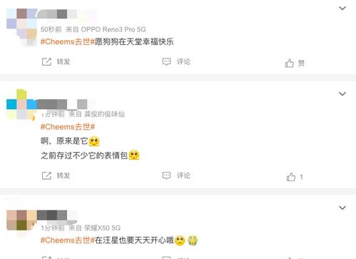 柴犬波子手术中去世,粉丝遍布全球,很多人都存过它的表情包