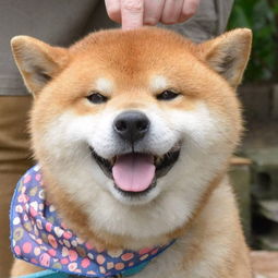 趣图柴犬真的太萌啦,这组素材目测会被做成表情包吧