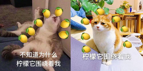 最近柠檬精沙雕表情包火了,网友这么酸谁顶得住啊
