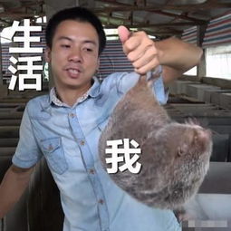 竹鼠表情包意外蹿红网络,这都怪华农兄弟的一百种吃竹鼠的理由