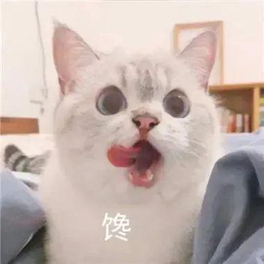 可爱的猫狗表情包