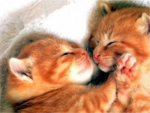 新手养猫知识大全