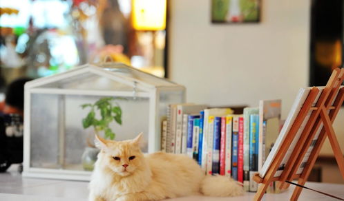 边看书边撸猫,这个主意怎么样南京一家猫咪咖啡书店萌翻你