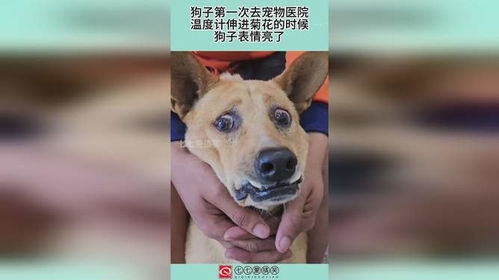 狗子第一次去宠物医院,温度计伸进菊花的时候,狗子表情亮了
