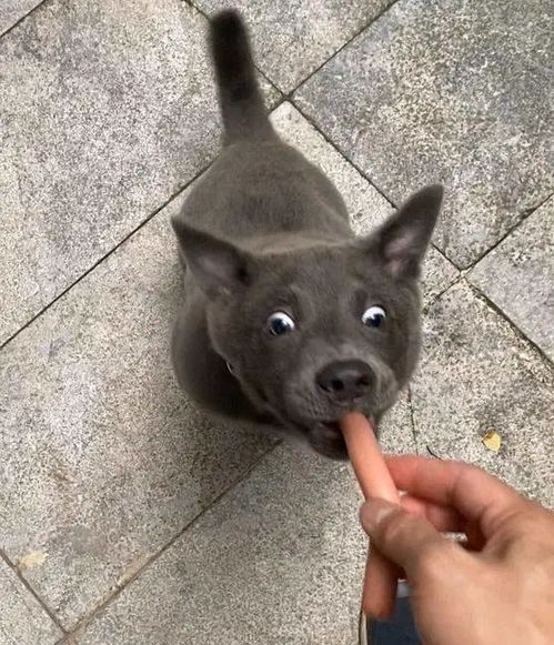 这只是啥生物,猫和狗熊生的吗