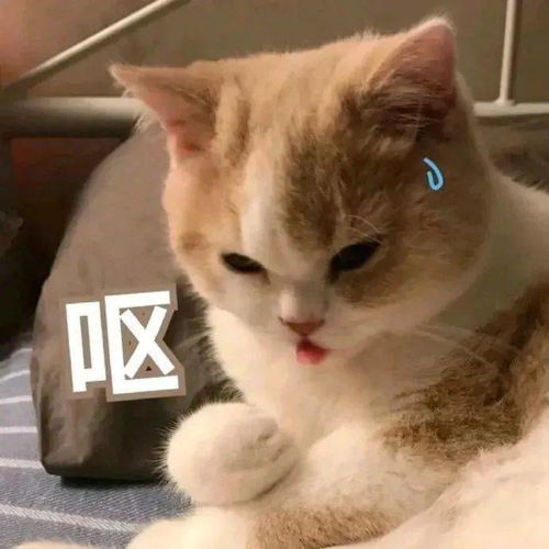 哈哈哈我不活啦