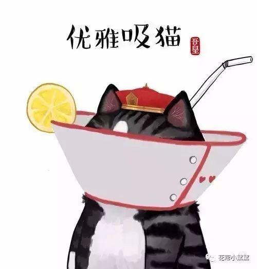 撸猫必备跟着猫咪去旅行让我们愉快的吸猫吧
