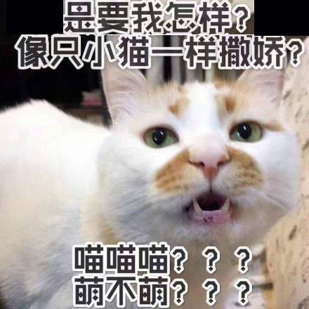 tatan表情包我养你啊我养你