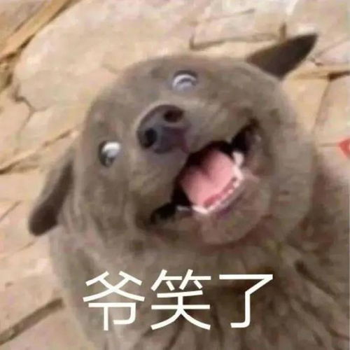 一些奇奇怪怪的狗狗表情包3