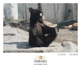 2019搞笑表情包摄影奖