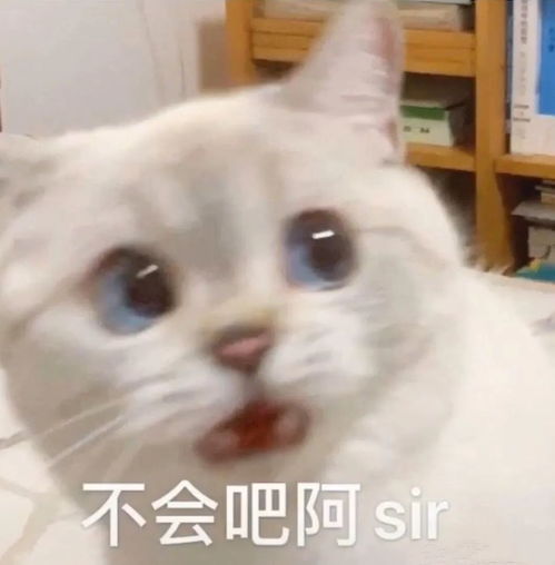 猫咪表情包你成功引起了我的注意养猫