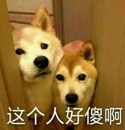 狗暴走表情包无人超市