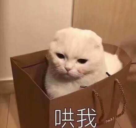 细数那些年喵星人撒过的娇,肯定有你家的
