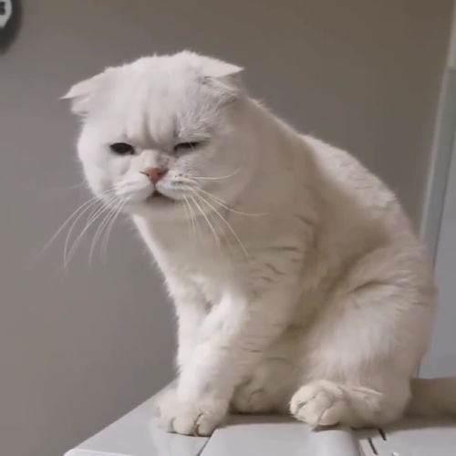 自从男友来到我家,猫主子就一直这个表情,这是想把我男友吃掉吗