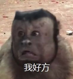 我的妈这个猴子身体里仿佛住着个国字脸大叔的灵魂