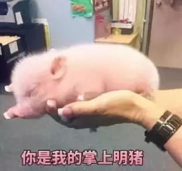 youareapeach才不是说你是个桃子理解错是要闹笑话的