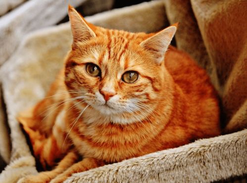 养猫还怕撸秃了越撸越不容易掉毛