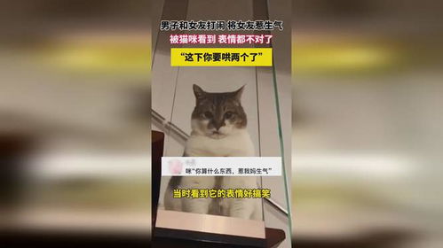 男子和女友打闹将女友惹生气,被猫咪看到表情都不对了,这下你要哄两个了