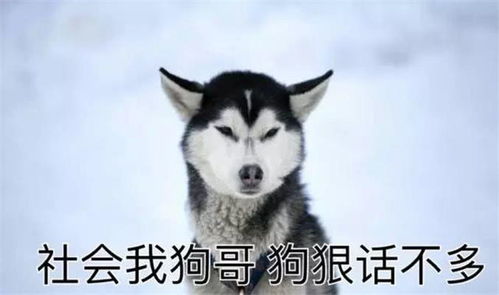 哈士奇表情包,治愈你的不开心,你有被逗笑吗