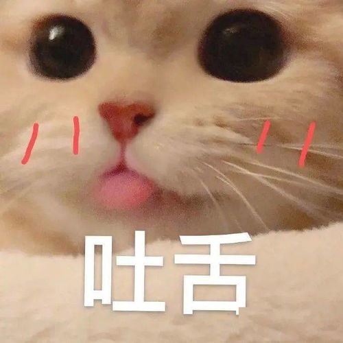 可怜图片大全表情包等他