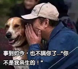 为了调教不听话的拉布拉多,女主人拨通了电话,狗狗...