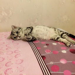 委屈猫可怜眼神萌化网民获最悲伤小猫称号