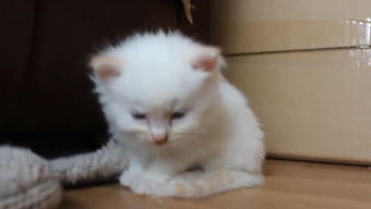 奇闻猫会说人话