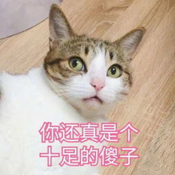 萌宠恶搞带字头像2018最新可爱动物带字头像大全