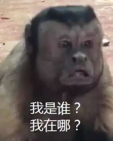 天津相声广播提升智商的过程耗干了我们的荷尔蒙