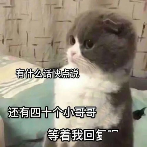 适合发给自己家狗子的表情包