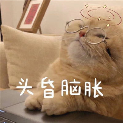 lucky表情包动图摇头加肥猫