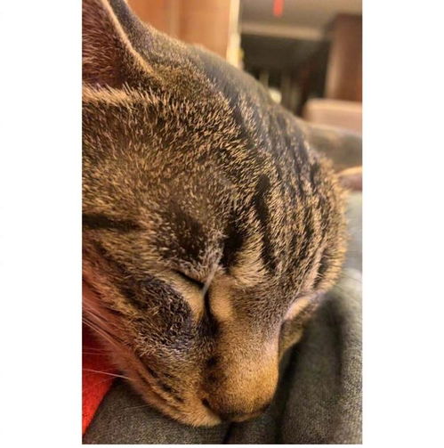 杨幂晒爱猫照片,小老虎可爱惹人怜,被杨幂用手弄成表情包