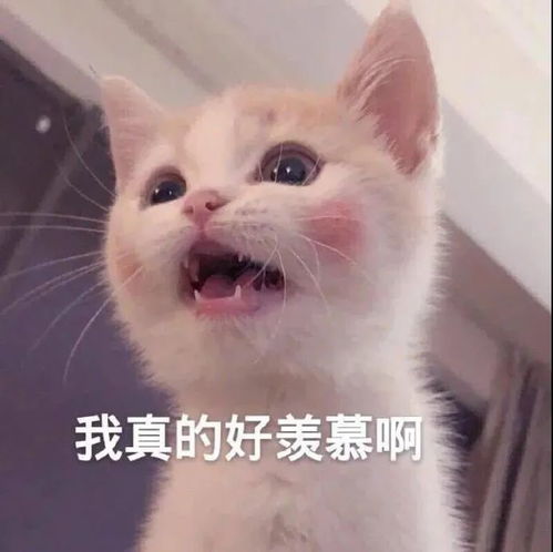 表情包可爱的小动物表情包