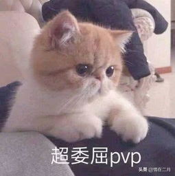 表情包给你个机会偷亲我卖萌撒娇表情猫,你用过哪一张