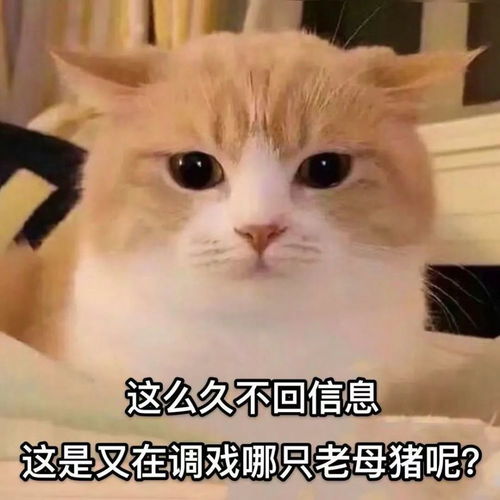 适合发给自己家狗子的表情包