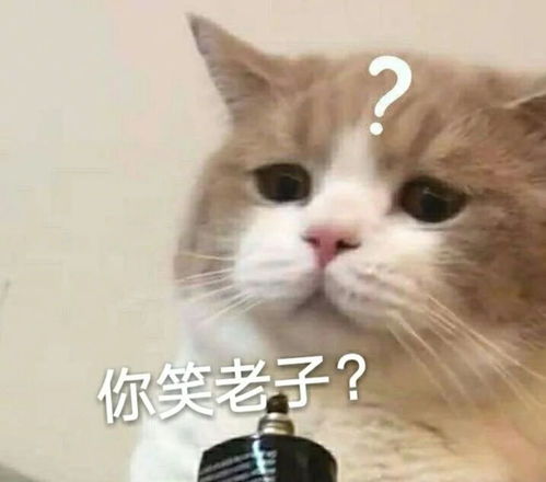 高频率使用的猫咪表情包第一期