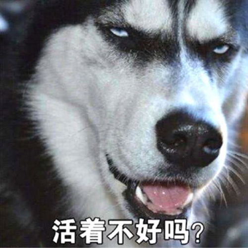 二哈趴地上不肯回家,女主无奈用出绝招,下一秒狗子立马认怂