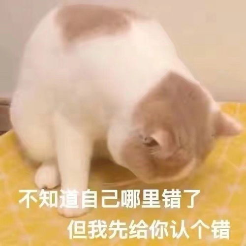 萌宠表情包不知道自己哪里错了,但我先给你认个错