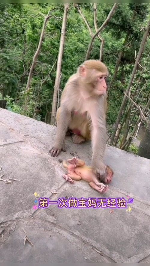 猴妈第一次带孩子没经验搞笑配音猕猴搞笑