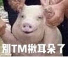 台风中的网红小猪表情包高清版台风中救起的网红小猪表情包无水印下载完整版腾牛下载