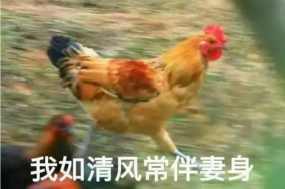 鸡年到了,这全套鸡年表情包,您要收到起