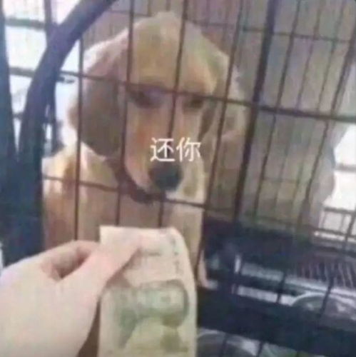 热门套路表情包借我一块钱,一会就还你