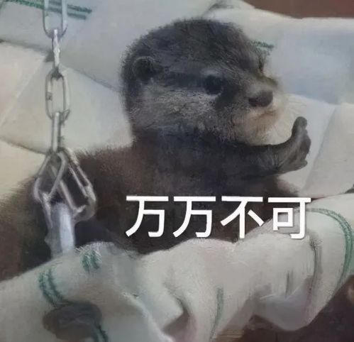 坐等打麻将表情包生活费