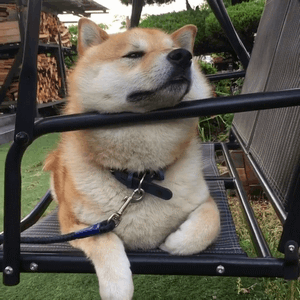 最全微信柴犬表情包大全合集,搞笑斗图贱表情包
