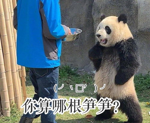 熊猫举手表情包成实