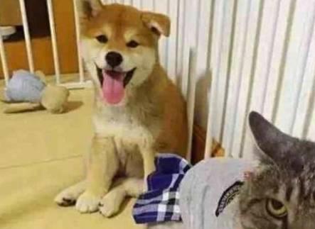 柴犬给猫咪按摩,一脸委屈的表情,主人看这俩货哭笑不得