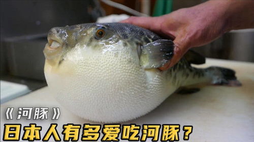 河豚毒死日本近万人,为啥日本人还喜欢吃河豚赶紧放开老子