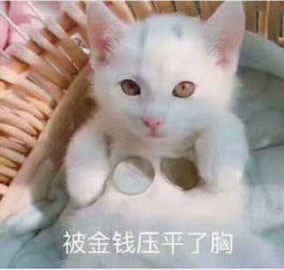 连塑料袋扔锅里煮,米用来做布丁,法国人对米饭怕不是有什么误解