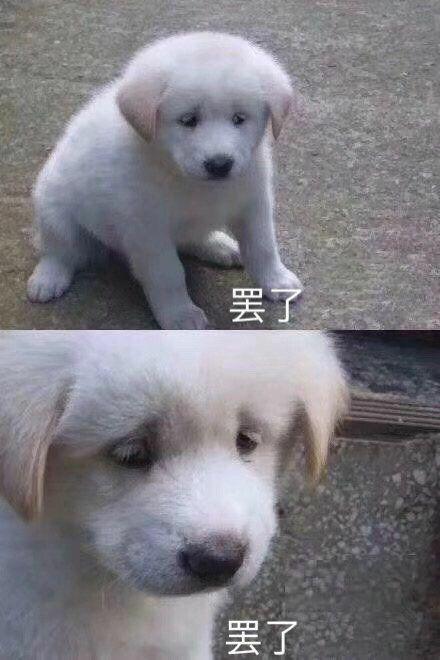 lucky表情包动图摇头绝育手术